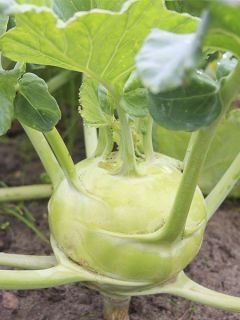 Chou-Rave Superschmelz