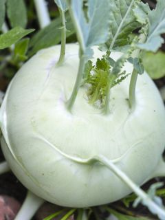 Chou-Rave Trero Bio - Ferme de Sainte Marthe