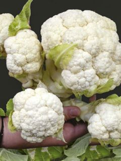 Chou-fleur Multi-head F1