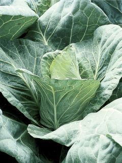 Chou cabus, Chou pommé 'Poet F1'