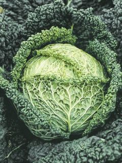 Chou de Milan Manon F1 en plants