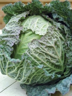 Chou Savoy Tundra F1