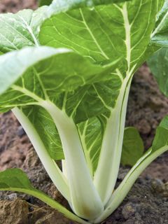 Chou de Chine Pak Choi Tai Sai Bio - Ferme de Sainte Marthe