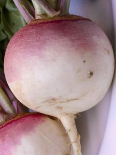 Navet Fourrager De Norfolk Collet Rouge - Brassica rapa