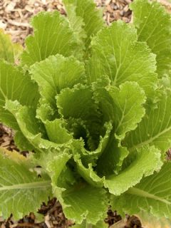 Chou de Chine Pé Tsai Granaat Bio - Ferme de Sainte Marthe