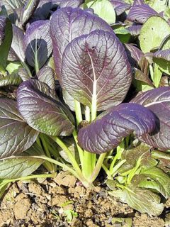 Chou chinois 'Pak Choï Tricoloured Mix'