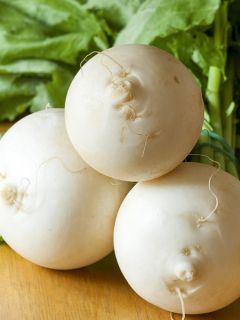 Navet 'Snowball'