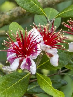 Acca sellowiana Gemini - Feijoa