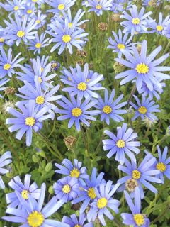Felicia amelloides - Agathea coelestis - Aster du Cap