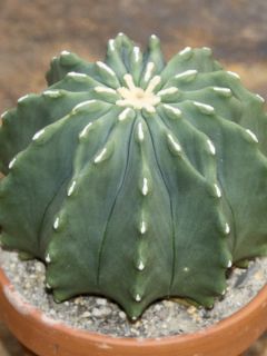 Ferocactus 'Inermis'