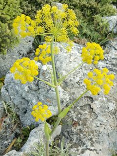Férule, Ferula tingitana
