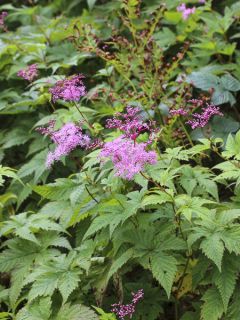 Filipendula multijuga, Reine des Près