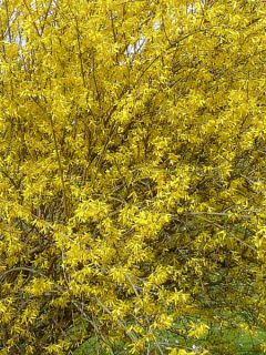 Forsythia intermedia Lyngold - Mimosa de Paris