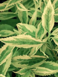 Forsythia viridissima Citrus Swizzle - Mimosa de Paris