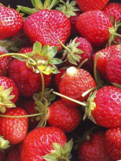 Fraisier Annabelle (remontant)