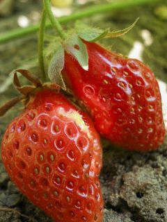 Fraisier Rubis des Jardins (Non remontant) Bio