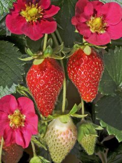 Fraisier Toscana F1 Deep Rose en minimottes