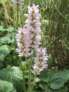 Francoa appendiculata