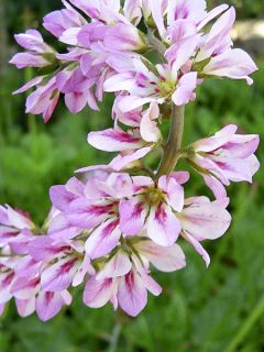 Francoa ramosa