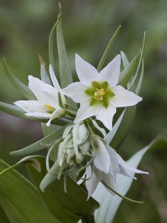 Fritillaria bucharica - Fritillaire blanche d'Asie