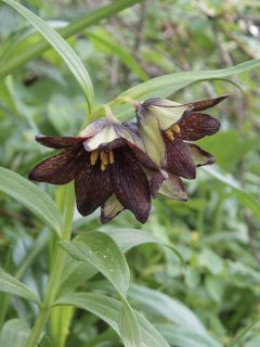 Fritillaire camschatcensis - Fritillaire ou Lys du Kamtchatka