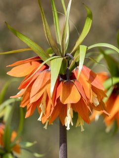 Fritillaire imperiale Orange Beauty - Couronne impériale brun-orange