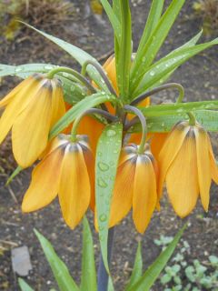 Fritillaire imperialis Vivaldi - Couronne impériale