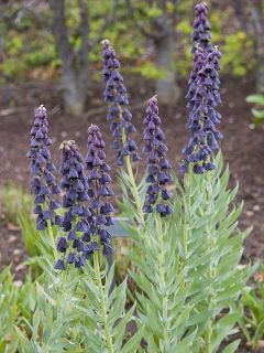 Fritillaria persica Twintowers Tribute - Fritillaire de Perse