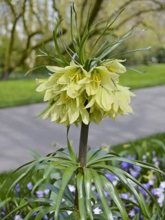 Fritillaire imperialis Raddeana - Couronne impériale