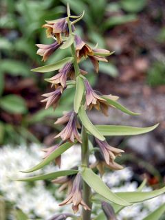 Fritillaire sewerzowii ou Korolkowia sewerzowii