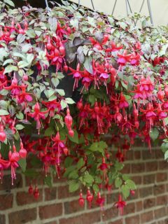 Fuchsia retombant Marinka