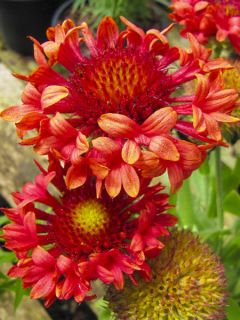 Gaillarde Fanfare Blaze - Gaillarde rouge, orange et jaune