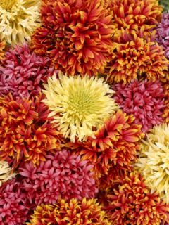 Gaillardia Pulchella Razzledazzle 