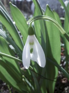 Perce-Neige Simple - Galanthus Elwesii