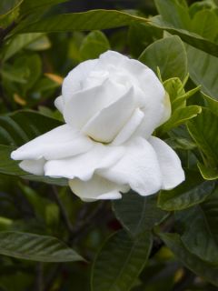Gardénia, Jasmin du Cap