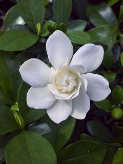 Gardenia jasminoides Double Mint