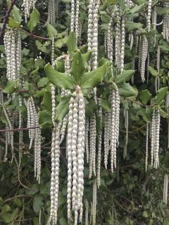 Garrya elliptica James Roof - Garrya à feuilles elliptiques