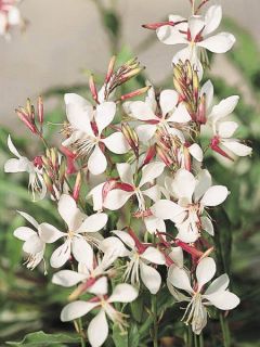 Gaura de lindheimer 'The Bride'