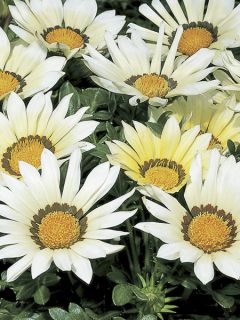 Gazanie 'Kiss White F1 '