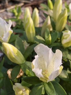 Gentiane 'White Magic '