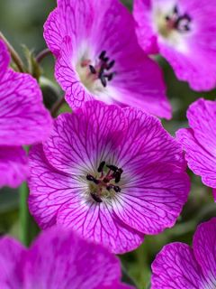 Geranium vivace cinereum Jolly Jewel Hot Pink