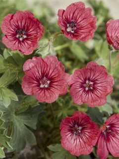 Geranium vivace Jolly Jewel Salmon - Géranium vivace rose saumon veiné de rouge, coeur rouge soutenu