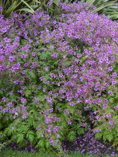 Géranium palmatum