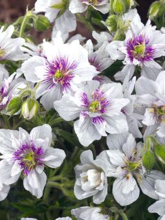 Géranium vivace pratense Double Jewel