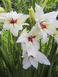 Glaïeul 'Lucky Star'