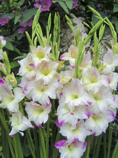 Glaïeul 'Frozen Sparks'