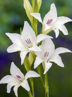 Glaïeul nain 'The Bride'