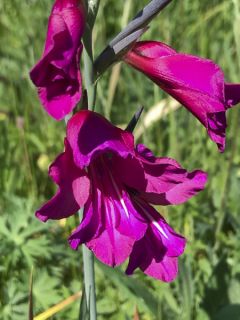 Glaïeul de Byzance 'Whistling Jack'