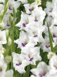 Glaïeul 'Home Coming'