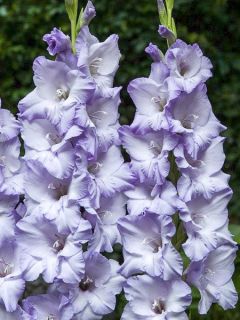 Glaïeul 'Sweet Blue'